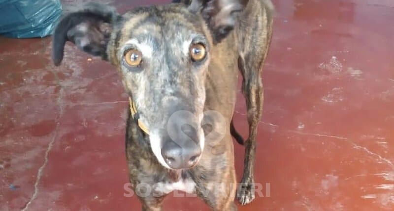 Candy 3 Galgo