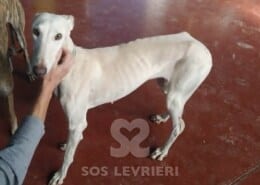 Dorotea Galgo