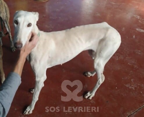 Dorotea Galgo