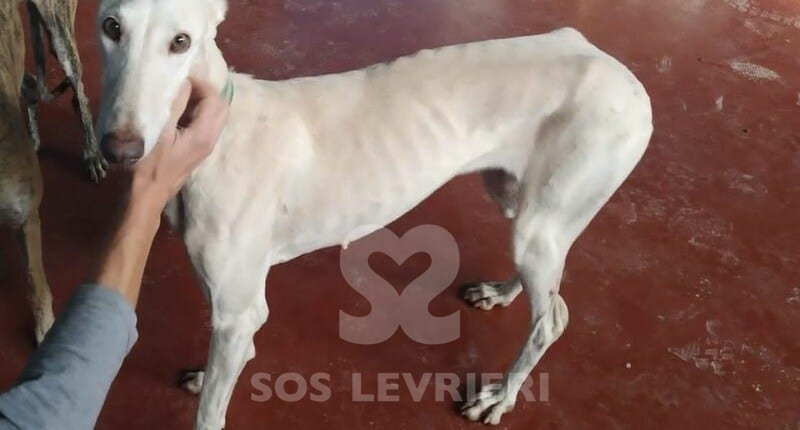 Dorotea Galgo