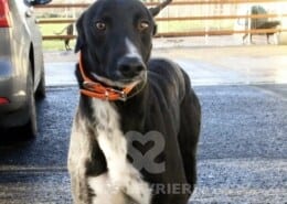 Dresden Greyhound