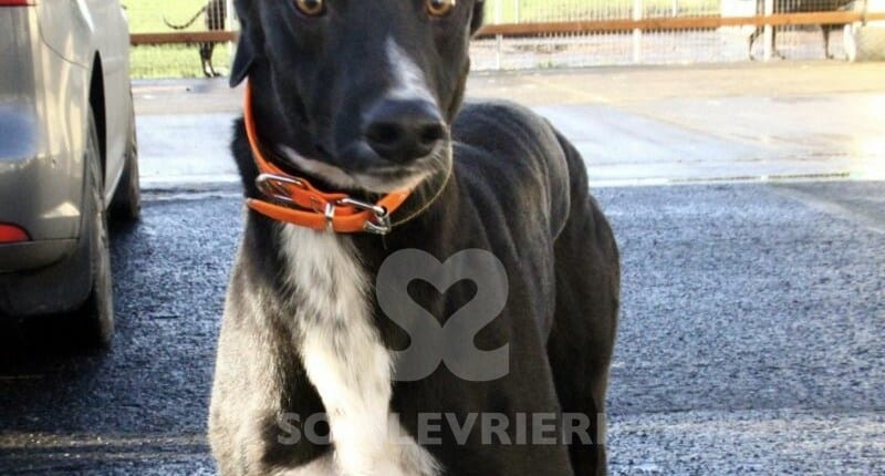 Dresden Greyhound