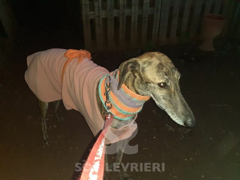Deva Galgo