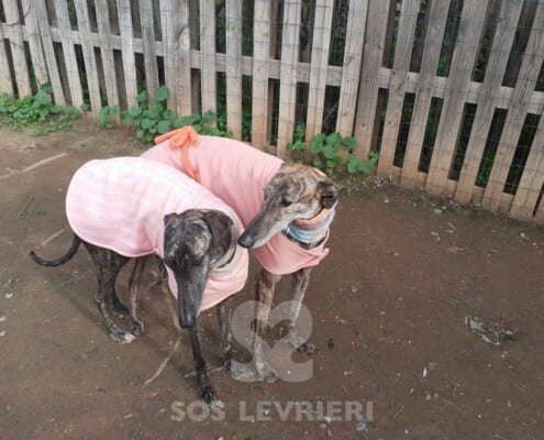 Deva Galgo