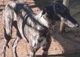 Evora Galgo