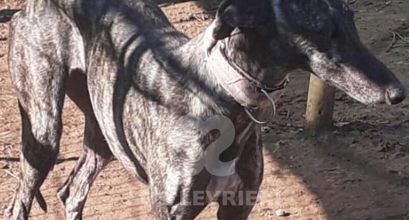 Evora Galgo