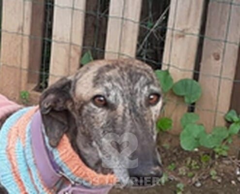 Deva Galgo