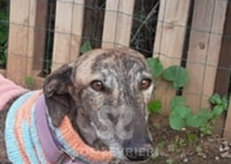Deva Galgo