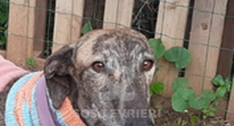 Deva Galgo