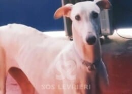 Gea Galgo