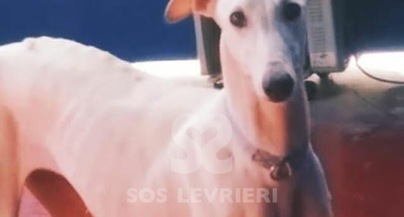 Gea Galgo