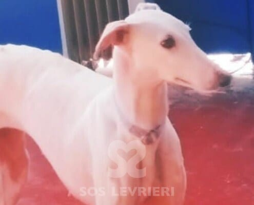 Gea Galgo