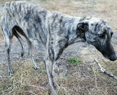 Greya Greyhound