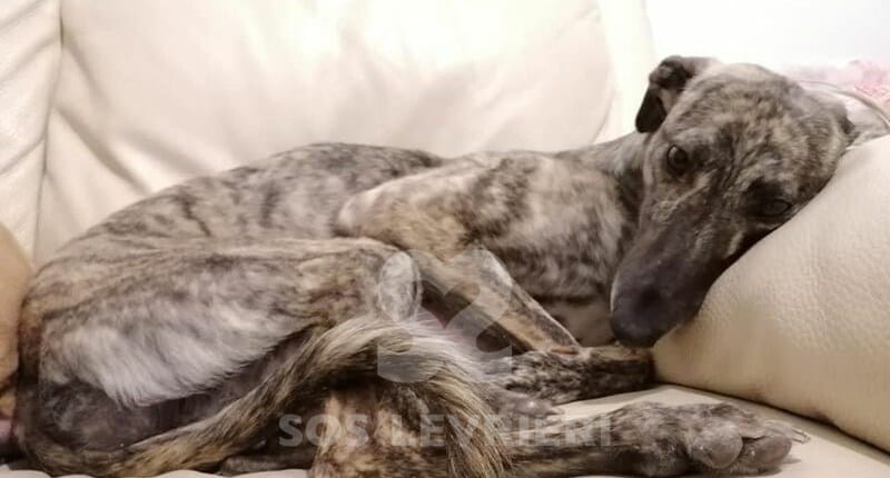 Greya Greyhound