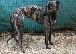 Holly 4 Greyhound