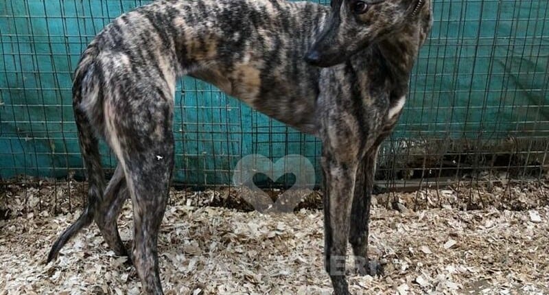Holly 4 Greyhound