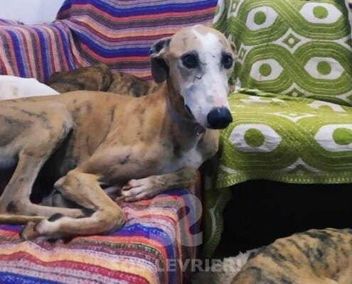 Marea Galgo