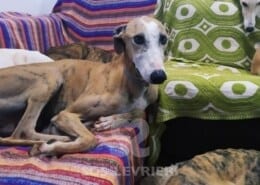 Marea Galgo
