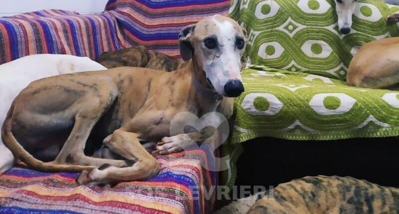 Marea Galgo