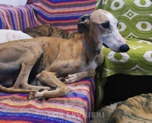 Marea Galgo
