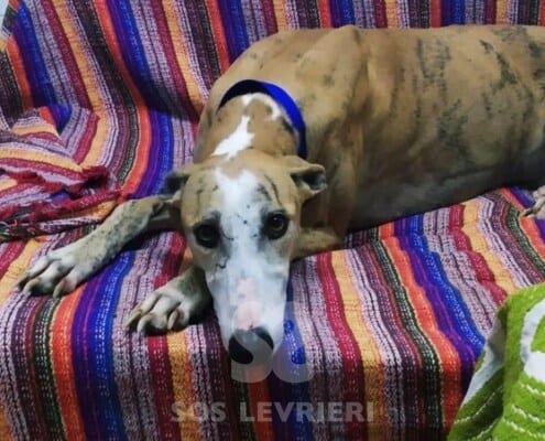 Marea Galgo