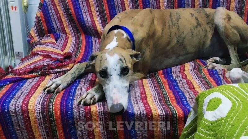 Marea Galgo
