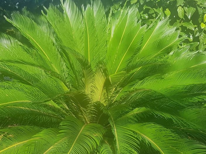 Piante Tossiche