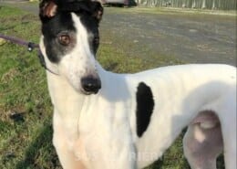 Pinto Greyhound