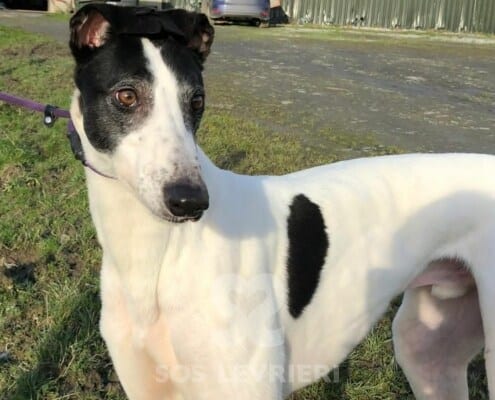 Pinto Greyhound
