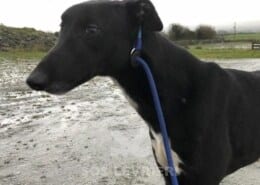 Ranger Greyhound