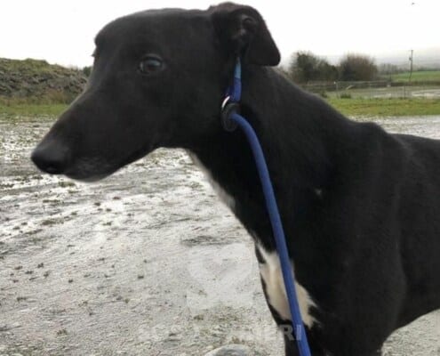 Ranger Greyhound