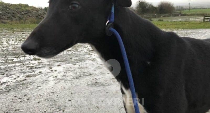Ranger Greyhound