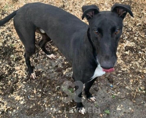 Sam Greyhound