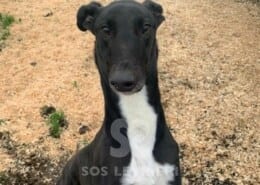 Sam Greyhound