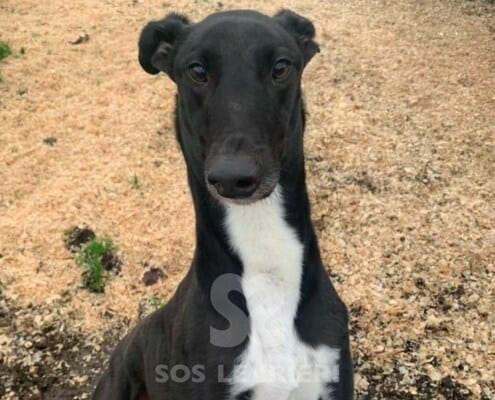 Sam Greyhound