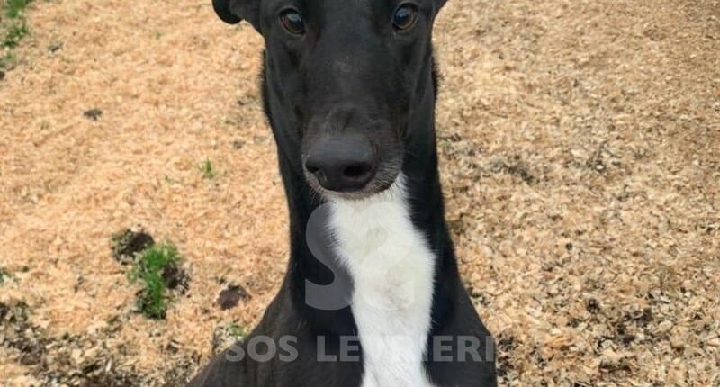 Sam Greyhound