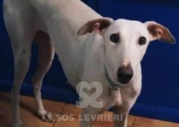 Shiro Galgo