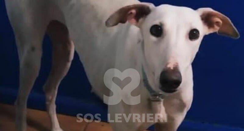 Shiro Galgo