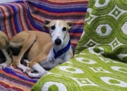 Viento Galgo