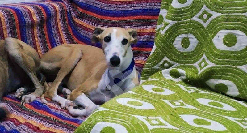 Viento Galgo