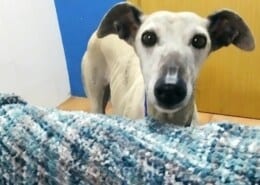 Alyssa Galgo