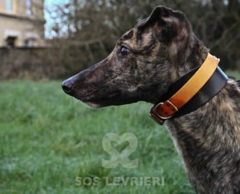 Annie 3 Greyhound