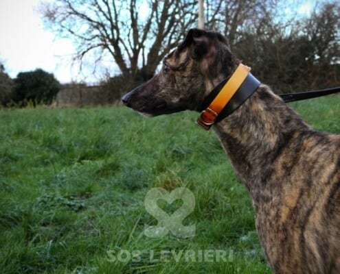 Annie 3 Greyhound