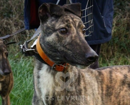 Annie 3 Greyhound