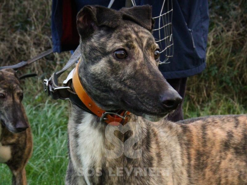 Annie 3 Greyhound