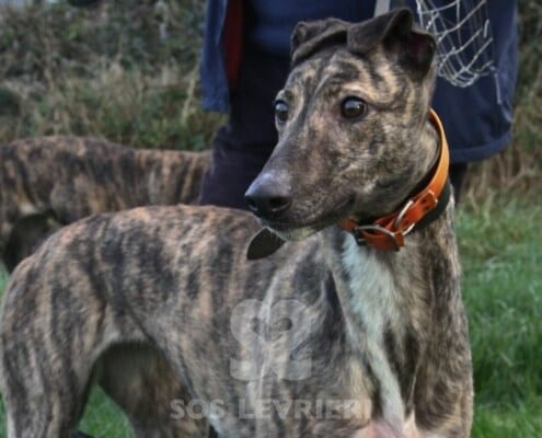 Annie 3 Greyhound