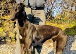 Apple Greyhound