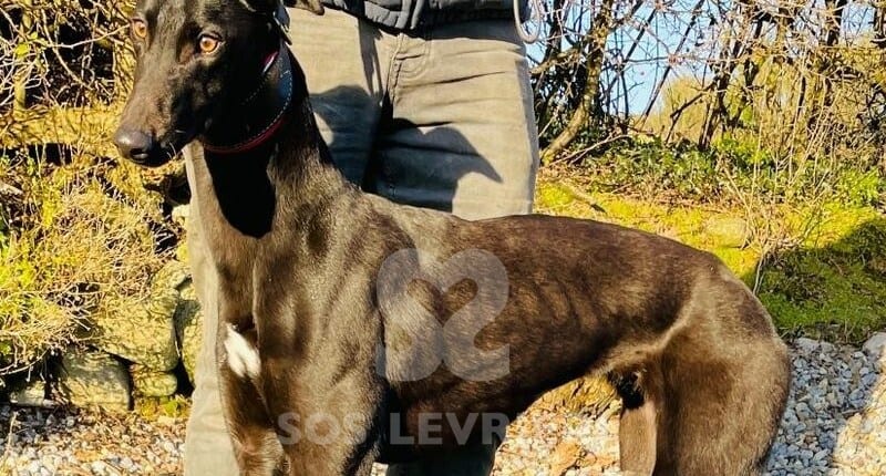 Apple Greyhound