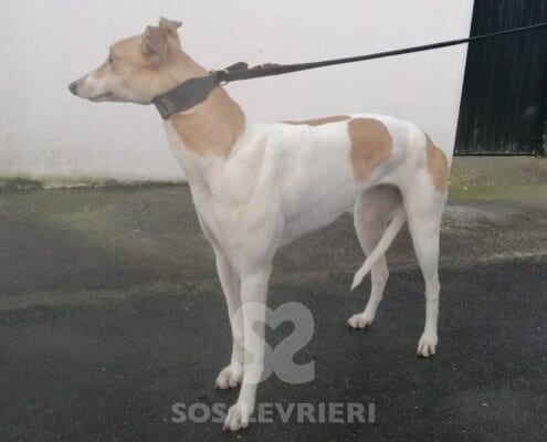 Aubrey Greyhound