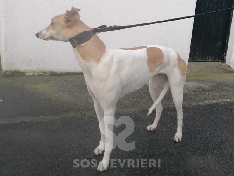 Aubrey Greyhound